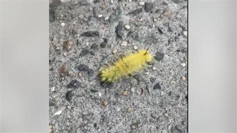 girl stung by american dagger moth caterpillar at cabin john regional park
