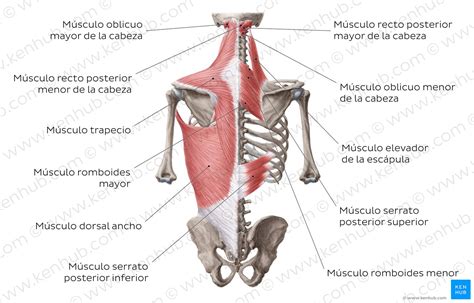 Anatomía De La Espalda Columna Y Músculos De La Espalda Kenhub