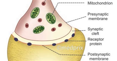 synapse epsp ipsp types  synapse excitatory synapse inhibitory synapse