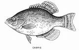 Crappie sketch template