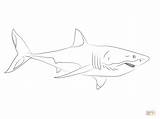 Shark Coloring Great Pages Drawing Printable Silhouettes Conf Bpsc sketch template