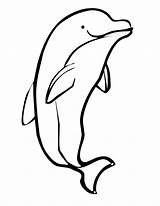 Dolphin Printable Coloring Clipart Library sketch template