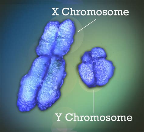 5 2 Chromosomes And Genes – Human Biology