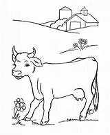 Coloring Pages Cows Print Animal sketch template