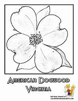 Coloring Pages Flower Virginia State Dogwood Drawing Printable Tree Usa Flowers Island Wyoming Yescoloring Rhode Oregon sketch template