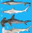 Afbeeldingsresultaten voor Carcharhiniformes. Grootte: 105 x 106. Bron: www.researchgate.net