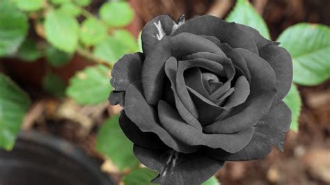 black wallpaper rose hd