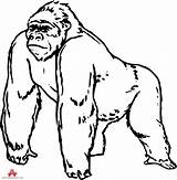 Gorilla Clipground Orangutan Webstockreview Clipartmag sketch template