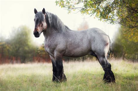 belgian horse breed