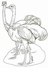 Autruche Avestruz Ostriches Faune Vogel Ark Pintar Arca Noah Exclusif Malvorlage Strau Dominical Maestro Janbrett Ecrire sketch template