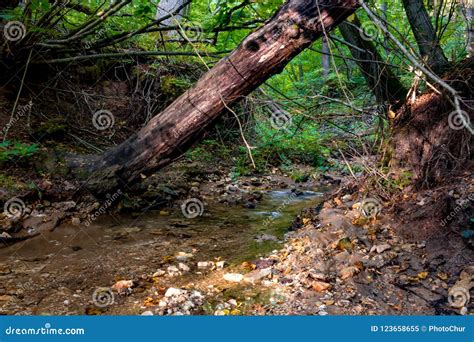 forest stream   fallen tree stock image image  water landscape
