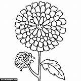 Chrysanthemum Coloring Drawing Marigold Flower Pages Henkes Kevin Print Easy Drawings Printable Getcolorings Carnation Bouquet Color Clipartmag Getdrawings Button Using sketch template