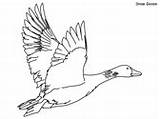Coloring Arctic Goose Snow Tundra Pages sketch template