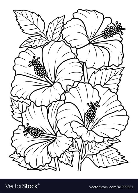 hibiscus flower coloring page  adults vector image