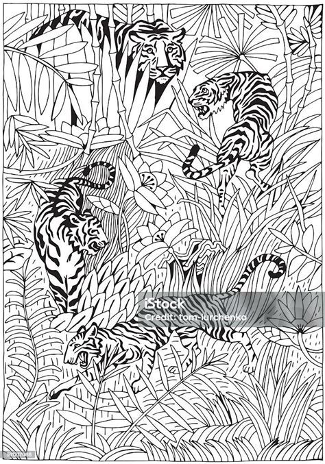 tiger   jungle coloring page stock illustration  image