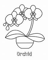 Orchid Coloring Printable Orchids Flower Kids Easy sketch template