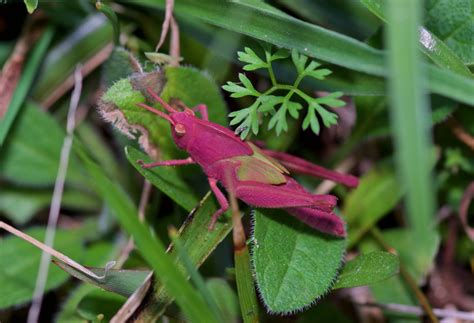 a pink grasshopper observation of the week 2 17 19