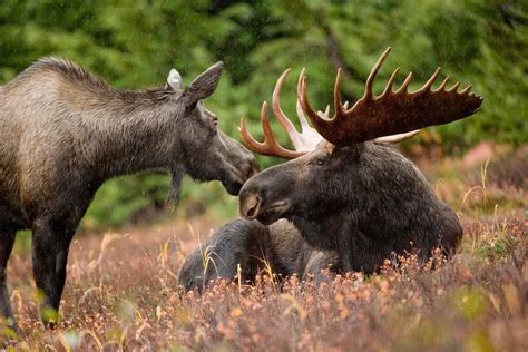 check   video   giant moose  alaska  spokesman review