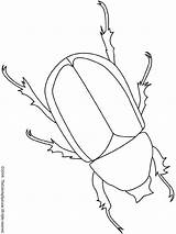 Beetle Coloring Pages Bug Insecten Insects Outline Colouring Kids Bugs Modele Drawing Nomenclature Insecte Beetles Printable Embroidery Insect Patterns Met sketch template
