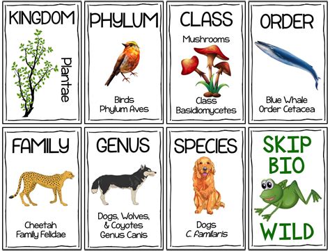 classification hierarchy skip bio card game biology classroom life