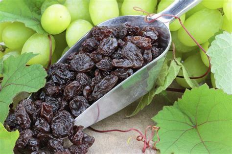 grow thompson seedless grapes grape  raisin grape juice