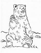 Bear Coloring Grizzly Pages Realistic Printable Drawing Print Color Line Step Pdf Getcolorings Coloringbay Getdrawings Animals Samanthasbell Colorings Today sketch template