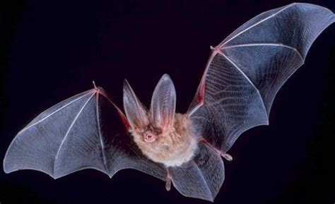 reductress   scary bats sponsored  bat fancy