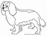 Coloring Charles King Cavalier Spaniel Pages Dog Colouring Sheet Breed Sketch Visit Sketchite sketch template