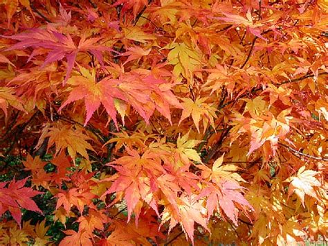 1000 Images About Chinese Maple Trees On Pinterest Trees Japanese
