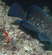 Afbeeldingsresultaten voor "rypticus Saponaceus". Grootte: 176 x 185. Bron: reeflifesurvey.com