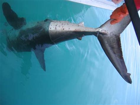 world record salmon shark kenneth higginbotham pictures fishing