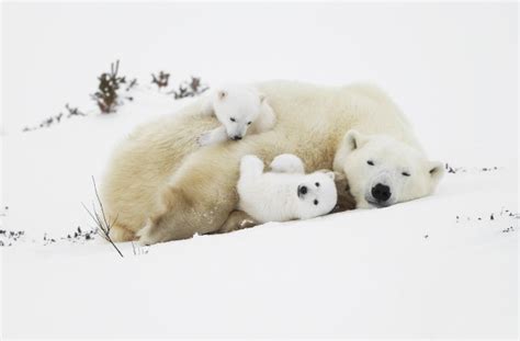 wallpaper polar bears cub cute fluffy snow family