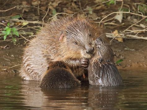 first wild beaver killed by car in england was forced out of river by