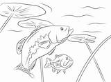 Bass Coloring Largemouth Robalos Disegni Coloriages Robalo sketch template