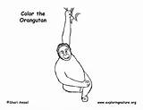 Orangutan Coloring sketch template