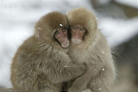 Cute Japanese Macaque Photos Angelic Hugs