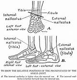 Bones Anatomy Foot Ankle Diagram Drawingbooks Bony Joint Human Malleolus Bone External Side Study Prominence sketch template