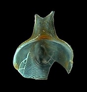 Afbeeldingsresultaten voor "diacavolinia Pacifica". Grootte: 176 x 185. Bron: seaslugsofhawaii.com
