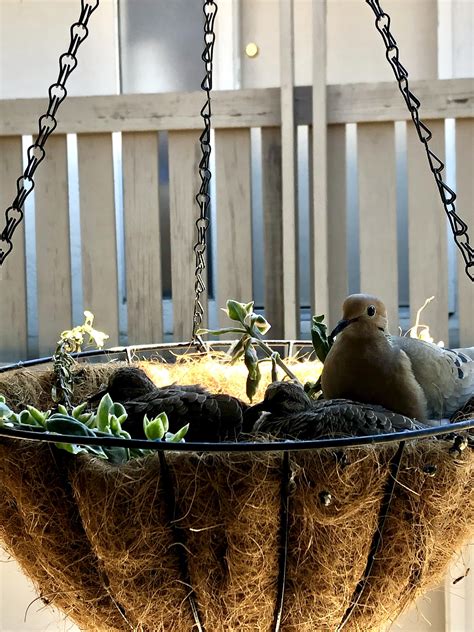 doves nest    kids   bigger everyday mom    sit