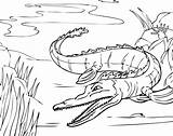 Aligator Kolorowanki Crocodile Alligator Nile Pobrania Bestcoloringpagesforkids Dzieci Getcolorings Pobierz Drukuj sketch template