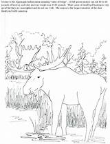 Moose Coloring Pages Printable Getcolorings Color Getdrawings sketch template