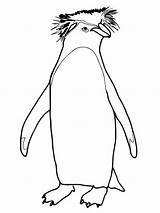 Penguin Rockhopper Coloring Drawing Pages Outline Cute Penguins Cartoon King Colouring Baby Kidsplaycolor Printable Color Clipart Kids Chinstrap Drawings Getdrawings sketch template