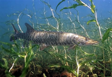 wisconsin state fish muskellunge