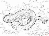 Salamander Coloring Pages Woodland Tiger Printable Creature Animals Clipart Creatures Popular Comments sketch template