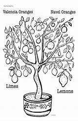 Lemon Tree Coloring Template Pages sketch template