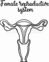 Ovary Drawing Female Reproductive System Vector Paintingvalley Drawings Colourbox Stock sketch template