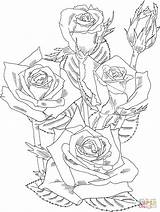 Coloring Bush Rose Roses Pages Drawing Printable Color Grandiflora Prominent Shrub Detailed Flower Kids Drawings sketch template