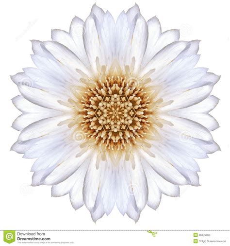 white concentric cornflower mandala flower isolated  plain stock