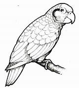 Loros Dibujos Coloring Parrot sketch template