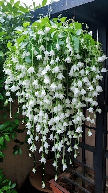 premium photo hanging flowers   garden
